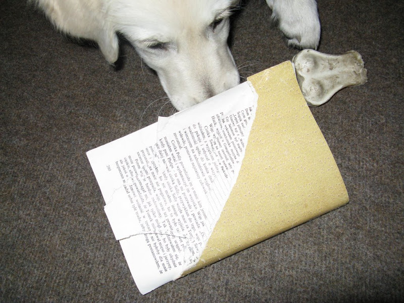 Golden Retriever Golden Retriever
