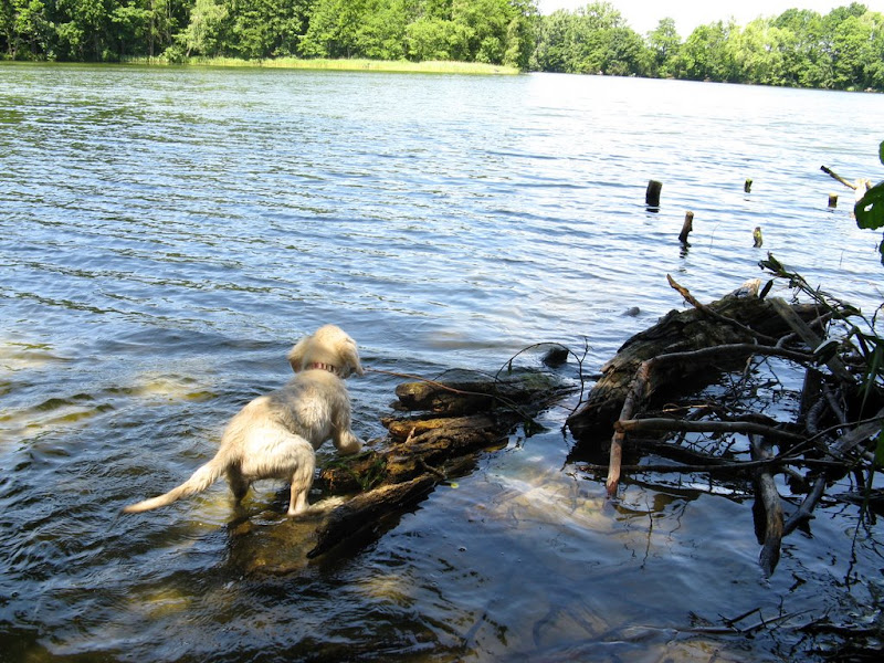 goldnek, golden retriever