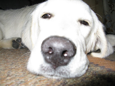 Leniwy golden retriever