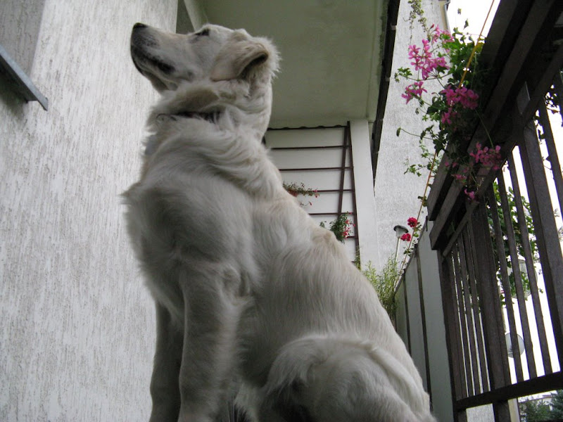 Golden Retriever siedzi