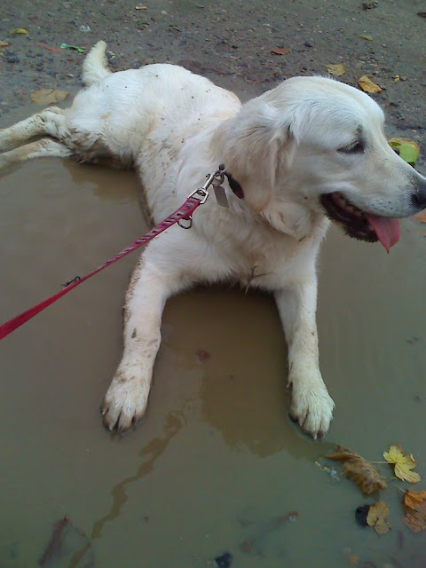 Golden Retriever leży w kałóży