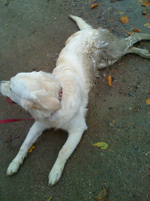 Brudny Golden Retriever