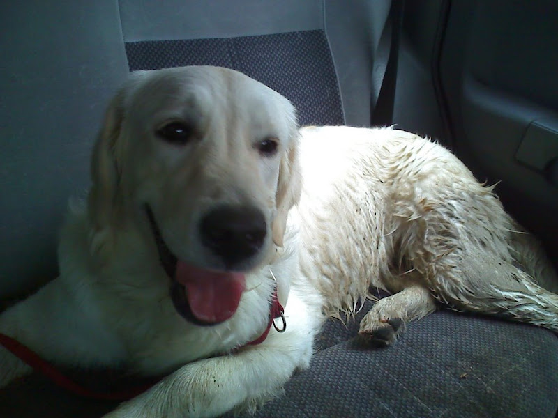 Ubrudzony Golden Retriever