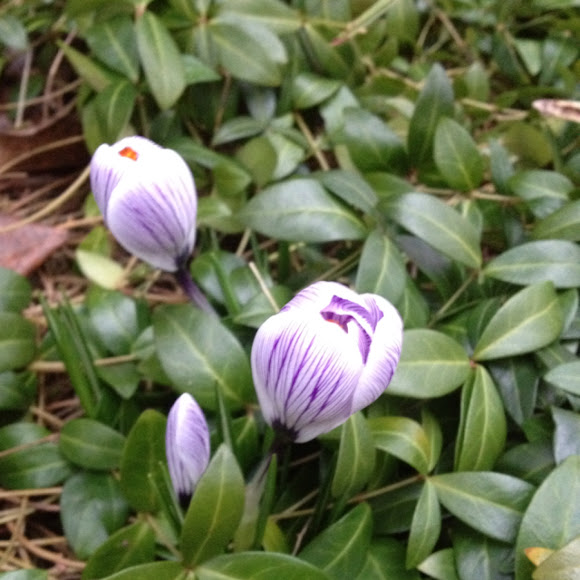 Spotting Image 1