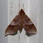 Azalea Sphinx Moth
