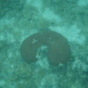 Smooth star coral