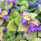 Henbit Deadnettle, Greater Henbit