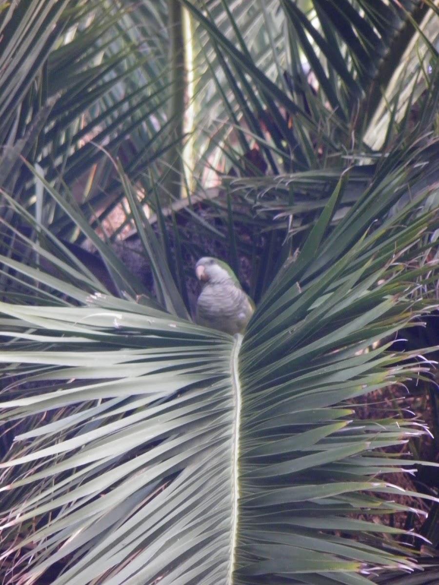 Cotorrita verdigris (parrot)