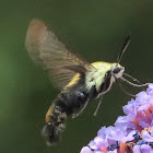 Snowberry clearwing moth