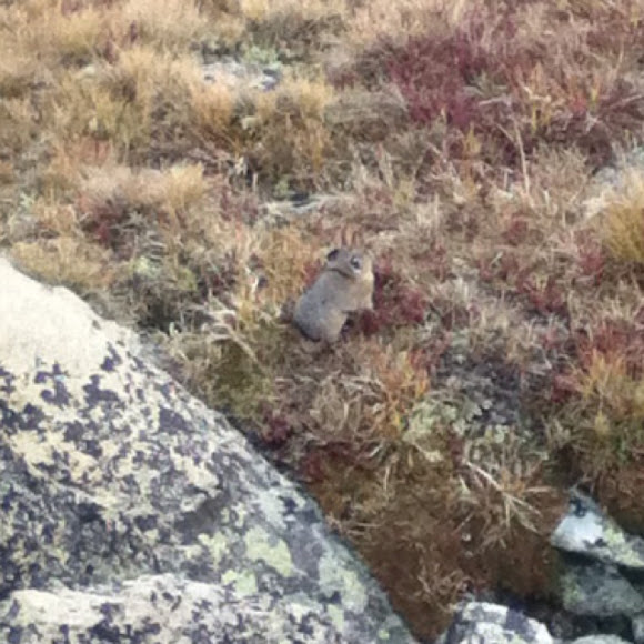Spotting Image 1