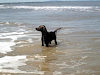 Setter Irlandes