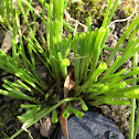 Chives