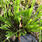 Chives