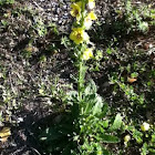 Mullein