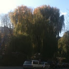 willow tree