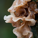 Jew's Ear