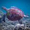 Hawksbill Turtle