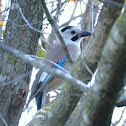 Eurasian Jay