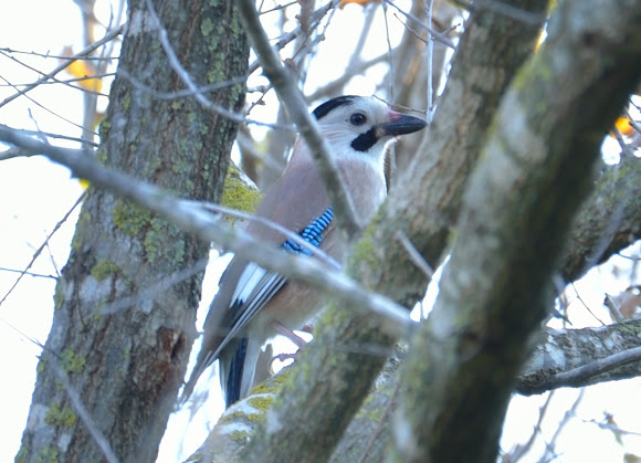 Spotting Image 1