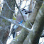 Eurasian Jay