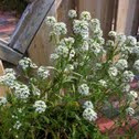  Sweet Alyssum