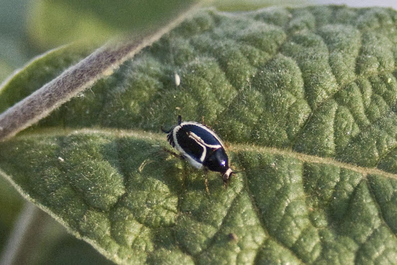 Spotting Image 1