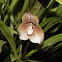 Orquídea