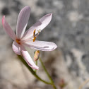 Satin Flower