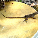 Brown Anole