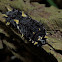 Parides Caterpillar