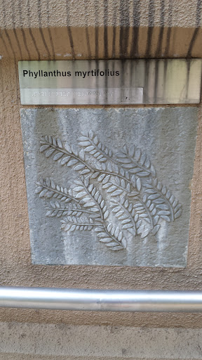 Phyllanthus Myrtifolius Engraving