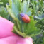 Lady bug