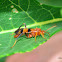 Thread-waisted Wasp