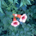 Trumpet Vine