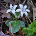 Partridgeberry