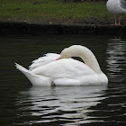 mute swan