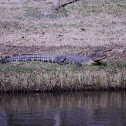 American Alligator