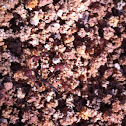 Texas leaf cutting ant colony