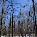 Swamp White Oak