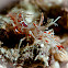 Tiger Shrimp