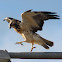 Swainson's Hawk