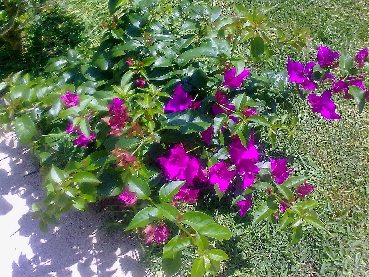 bougainvillea