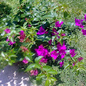 bougainvillea
