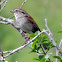 Swamp Sparrow
