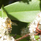 Western Honey Bee