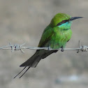 Green Bee-eater