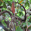 Cocoa tree