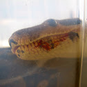 Ball Python