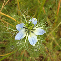 Love-in-a-mist / Jungfer im Grünen / Crni kim