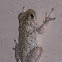 Cope's Gray Treefrog